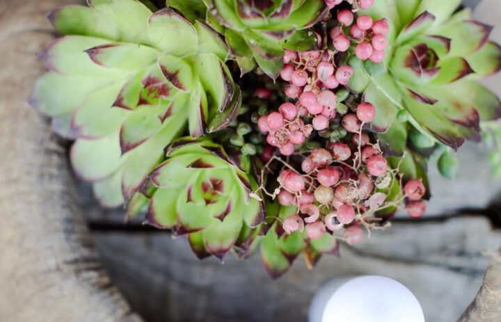  decoration-table-inspiration-trappeur-succulentes-corne 