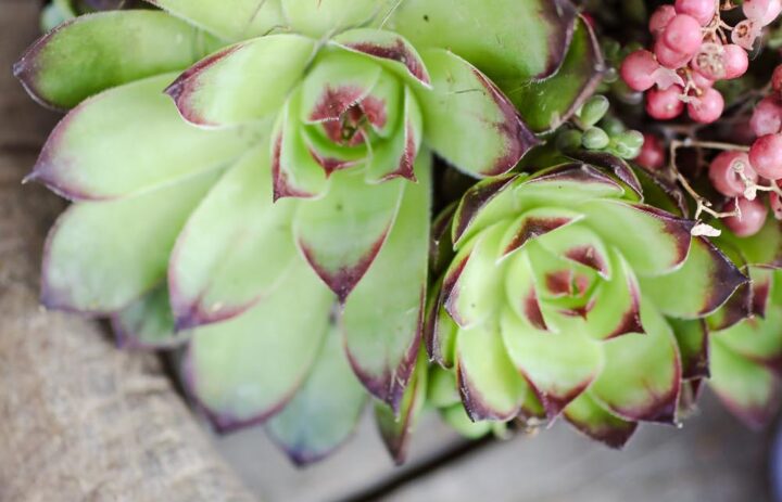  detail-decoration-table-mariage-succulente 