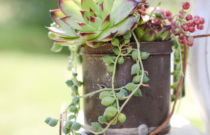  inspiration-decoration-mariage-pot-succulentes 